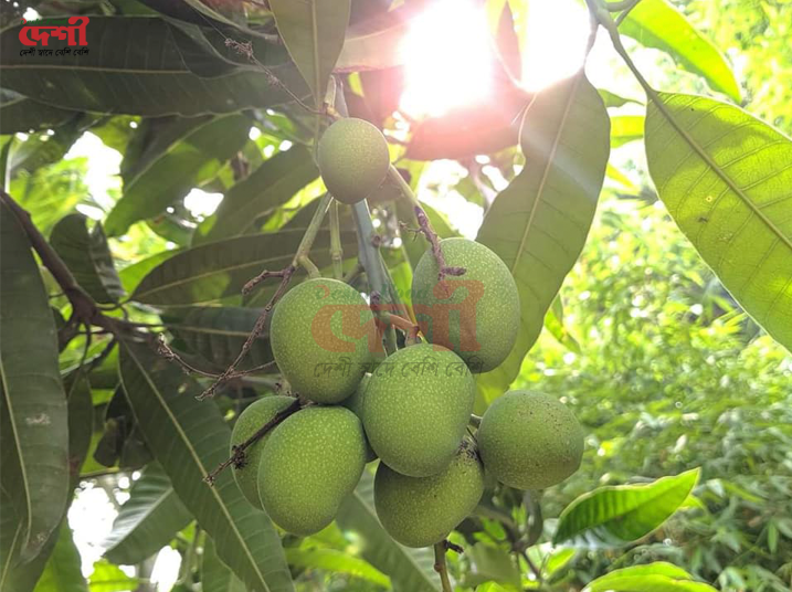 কাঁচা বা আচারের আম